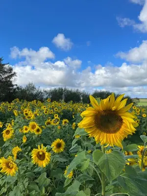 a field of yellow sunflowers under a blue sky at Room 8 - Hawkraft kulturhotel in Vestervig