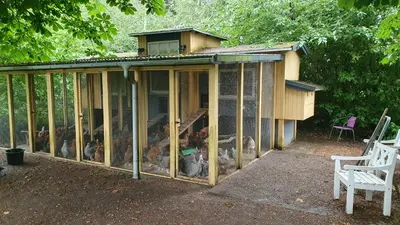 a chicken coop with a bunch of chickens in it at Stort værelse med tekøkken, tæt på hav og fjord. in Bedsted Thy