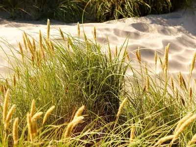 a patch of tall grass in front of a sand field at 8 person holiday home in Fjerritslev-By Traum in Fjerritslev