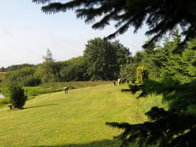 a group of animals grazing on a field of grass at 6 person holiday home in Skals-By Traum in Skals