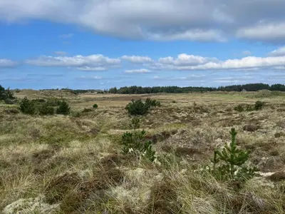 a field of grass with trees in the distance at The Beach Farm - charm, beach and stunning nature in Bedsted Thy