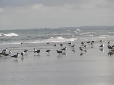 a flock of birds standing on the beach at 4 star holiday home in Blokhus-By Traum in Blokhus
