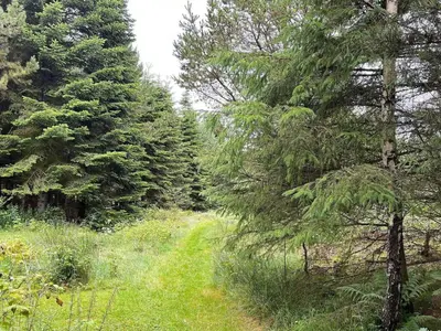 a path in the middle of a forest with trees at 2 person holiday home in Snedsted-By Traum in Snedsted