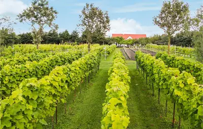 a row of green plants in a field at Cozy Apartment In Ranum With Wifi in Ranum