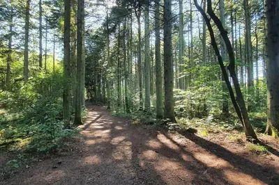 a dirt trail in a forest with trees at Centralt by hus Blokhus-Hune til 10 pers privat Gårdhave in Blokhus