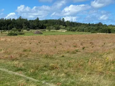 a field of grass with trees in the background at Tranquil Beach Retreat - By Traum Ferienwohnungen in Løkken