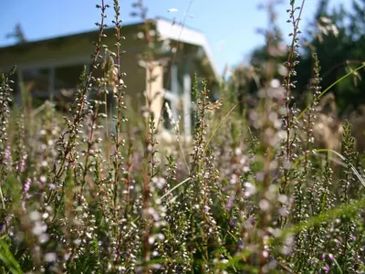 a field of plants with a house in the background at Holiday Home Gisa - 400m from the sea by Interhome in Fjerritslev