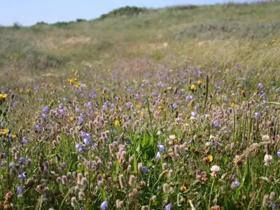a field of purple and yellow flowers in a field at Holiday Home Gisa - 400m from the sea by Interhome in Fjerritslev