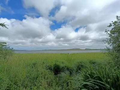 a field of tall grass with a large body of water at 4 star holiday home in Thisted-By Traum in Thisted