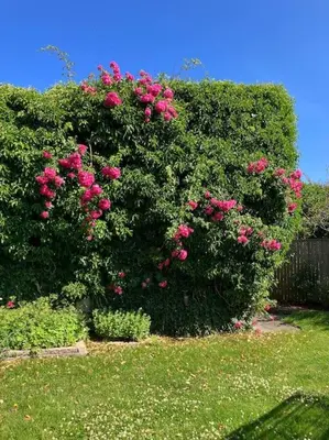 a bush filled with pink roses in a yard at Nyd den skønne natur ved hav og fjord in Thyborøn