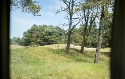 a view of a field with trees and grass at Røgegård Gården in Fjerritslev