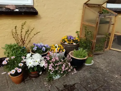a bunch of potted flowers sitting next to a building at Hytten in Frøstrup