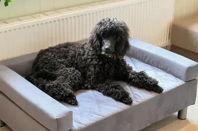 a black poodle sitting in a dog bed at Rold Gl Kro in Arden