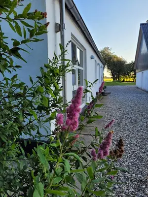 a plant with purple flowers next to a building at Vakantiewoning Denemarken in Års