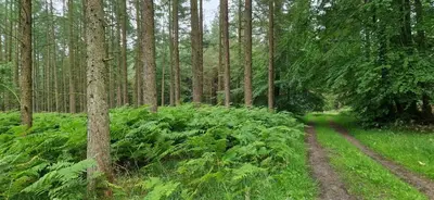 a dirt road in a forest with green plants at Motel Gavlhuset in Nørager