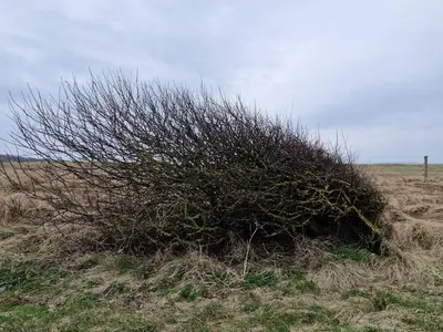 a bush in the middle of a field at 8 person holiday home in Spøttrup-By Traum in Lihme