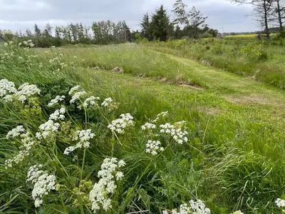 a field of white flowers in a grassy field at 6 person holiday home in Pandrup-By Traum in Rødhus