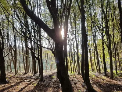 a forest of trees with the sun shining through them at Panoramic Sea View Retreat - By Traum Ferienwohnungen in Blokhus