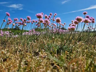 a field of pink flowers in the grass at Tranquil Retreat in Klitmoller - By Traum Ferienwohnungen in Klitmøller