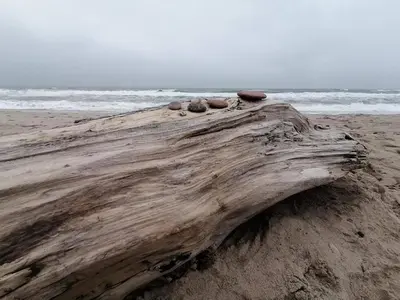 a piece of drift wood on the beach at 8 person holiday home in Ulfborg in Thorsminde
