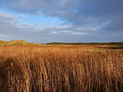 a field of tall brown grass with mountains in the background at Luxury Retreat near Beach - By Traum Ferienwohnungen in Blokhus