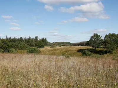 a field of tall grass with trees in the background at 8 person holiday home in Skals in Hjarbæk