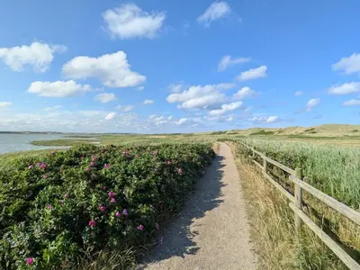 a path through a field of flowers next to a fence at 6 person holiday home in Harboøre-By Traum in Harboør