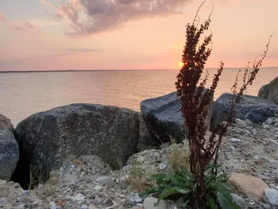 a plant on the rocks near the water at sunset at 10 person holiday home in Løgstør-By Traum in Trend