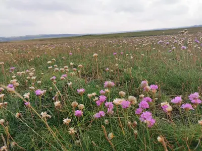 a field full of pink flowers in a field at 7 person holiday home in Lemvig-By Traum in Lemvig
