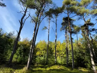 a group of tall trees in a forest at 10 person holiday home in Fjerritslev-By Traum in Torup Strand