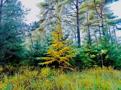 a yellow pine tree in the middle of a forest at 10 person holiday home in Fjerritslev-By Traum in Torup Strand