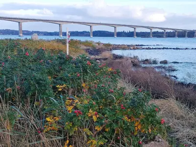 a bridge over a body of water with flowers at 6 person holiday home in Øster Assels-By Traum in Sillerslev