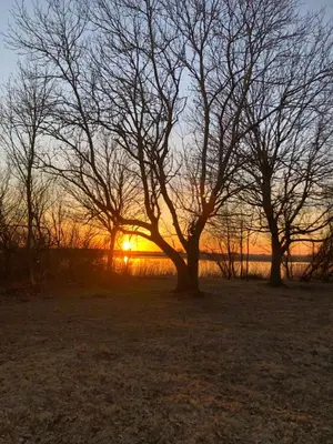 a group of trees with the sunset in the background at Naturlig Ro in Aalborg