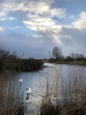 two white swans are swimming in a body of water at Naturlig Ro in Aalborg