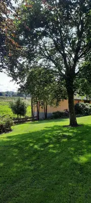 a tree in the middle of a green field at Dybvad Mølle bed and breakfast in Års