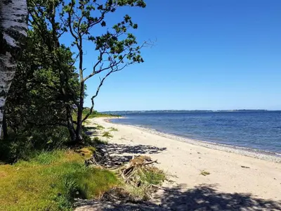 a beach with trees and the ocean on a sunny day at 8 person holiday home in Roslev in Roslev