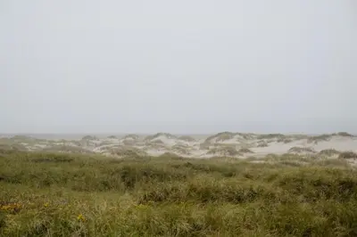 a field with grass and sand dunes in the distance at Experience 