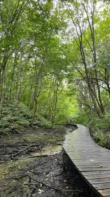 a wooden path through a forest with trees at Holiday Home In Tranum Forest in Brovst