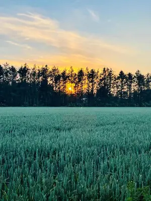 a field of grass with the sunset in the background at Family House At Kryle Klit Near Wild Nature in Blokhus