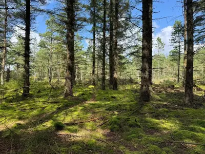 a clearing in the woods with trees at 5 person holiday home in Snedsted in Snedsted