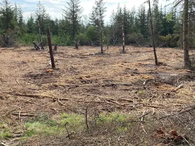 a dirt field with trees in a forest at 5 person holiday home in Snedsted in Snedsted