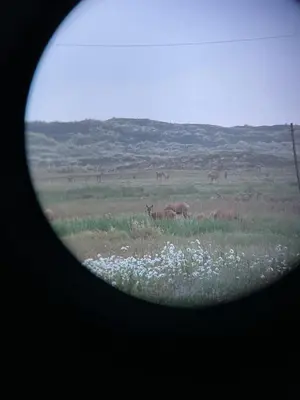 a view of a field with deer in the distance at Surfreservatet i Nationalpark Thy in Hanstholm