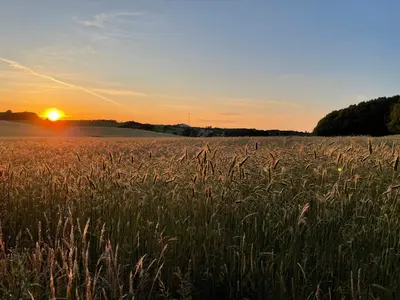 a field of tall grass with the sunset in the background at Cozy Holiday Home With Forest And Fjord Views in Roslev