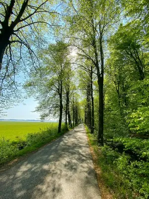 a road through a field with trees on either side at Modern Holiday Home By Limfjord in Øster Assels