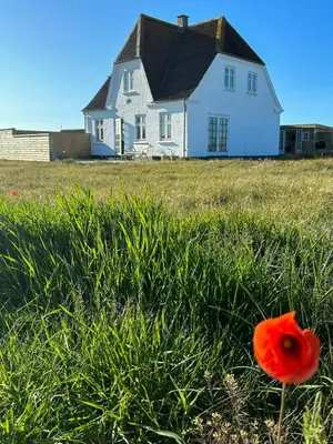 a red flower in the grass in front of a house at Charmerende Villa Havly Nær Vesterhavet in Harboør