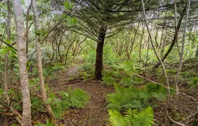 a trail in the woods with trees and plants at Gorgeous Home In Hurup Thy With Wifi in Sønder Ydby