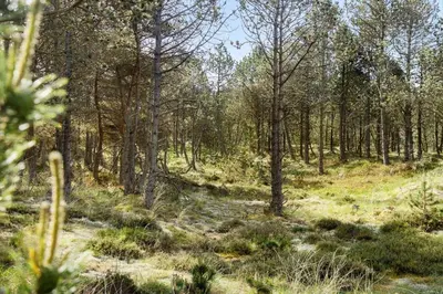 a wooded area with grass and trees in a field at 788-Thisted-Blamunkevej-46 in Thisted