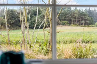 a view of a lion in a field from a window at 459-Snedsted-Istrupvej-48 in Snedsted
