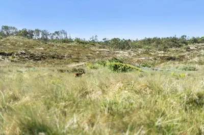 a deer walking through a field of tall grass at 580-Thisted-Gaeslingevej-5 in Thisted