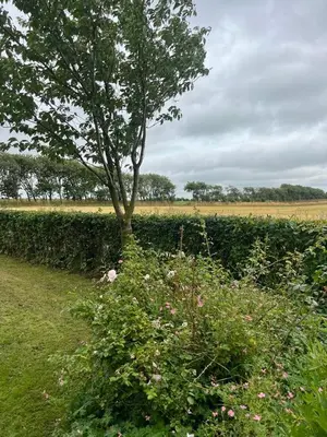 a tree in the middle of a field with flowers at Cozy property in the countryside in beautiful nature in Vinderup